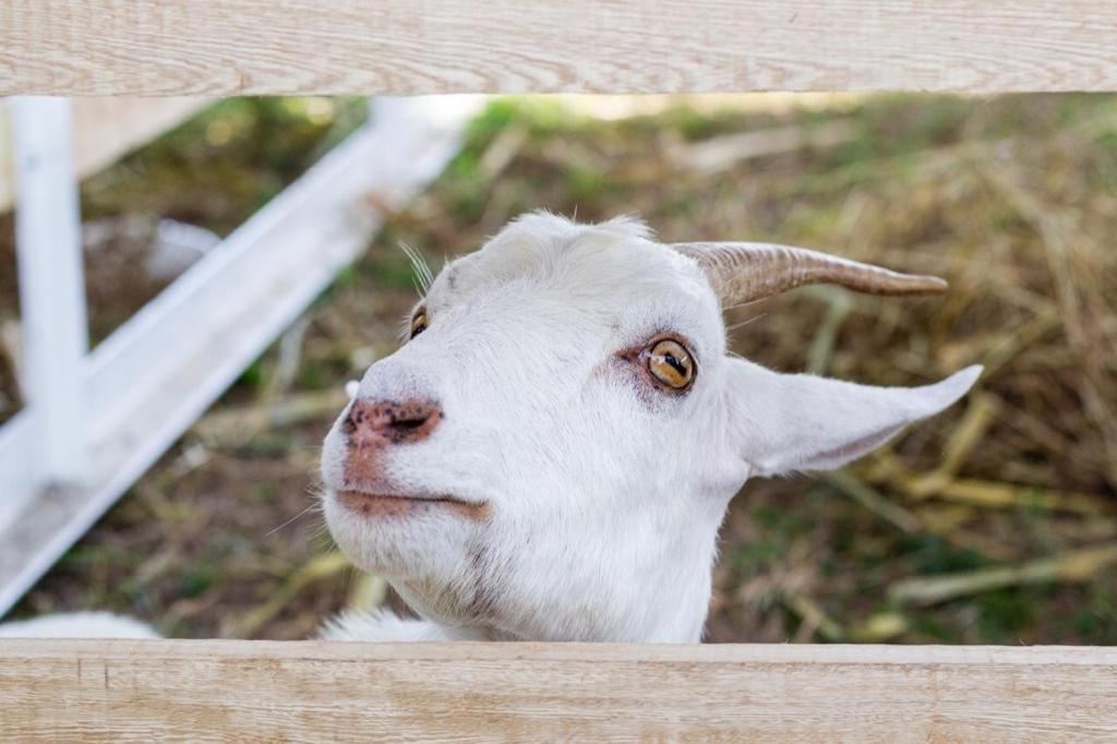 Hotel - Granja De Animales San Basilio De Palenque San Basilio del Palenque 외부 사진