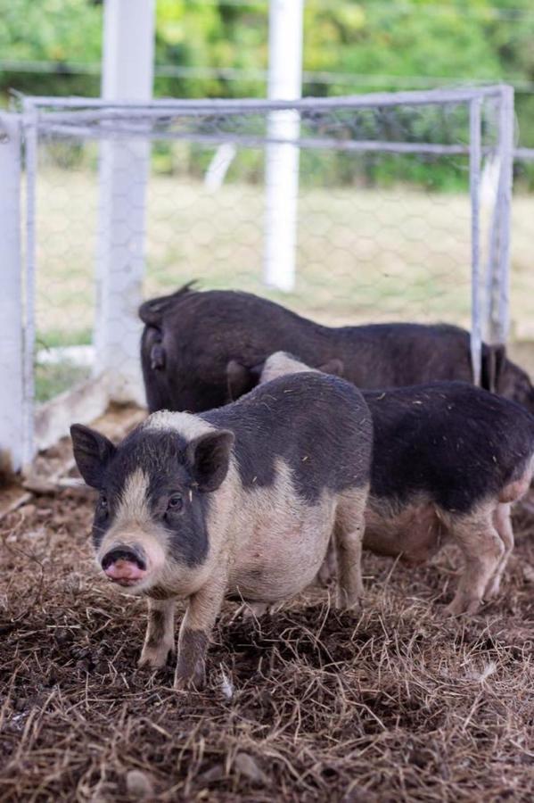 Hotel - Granja De Animales San Basilio De Palenque San Basilio del Palenque 외부 사진
