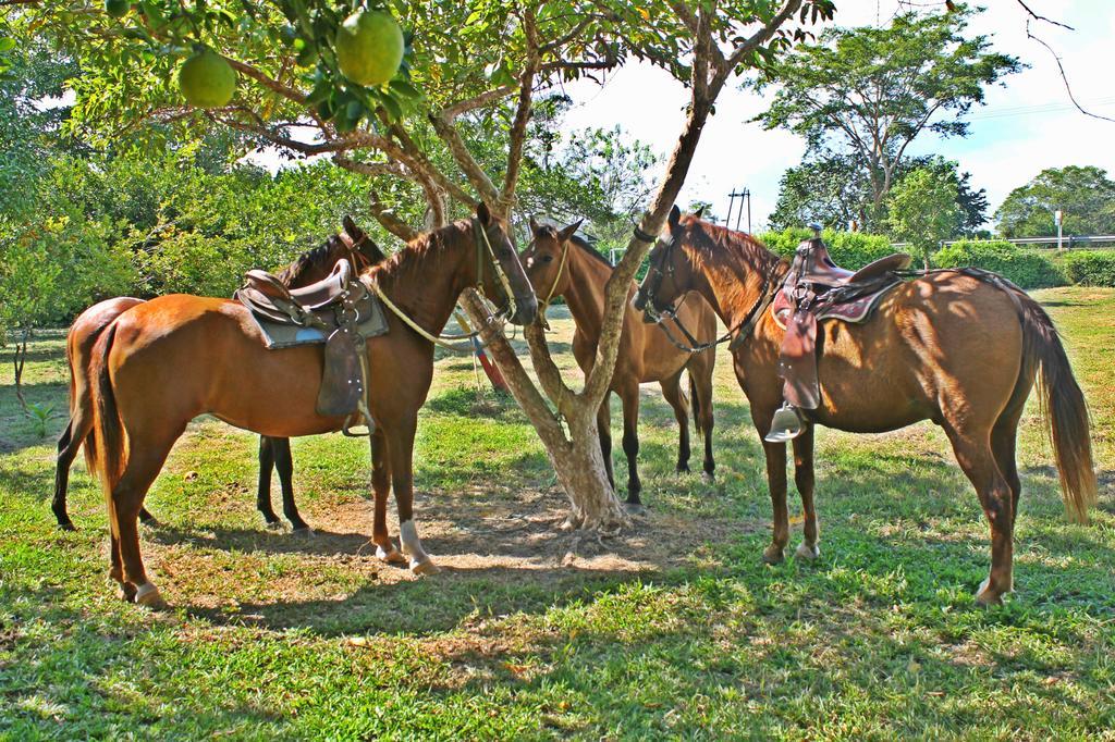 Hotel - Granja De Animales San Basilio De Palenque San Basilio del Palenque 외부 사진